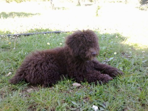 es el primer perro en casa con nuestro afijo